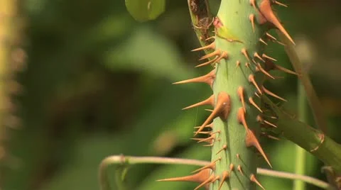 Thorney stem - close up 022 Stock Footage 12530254