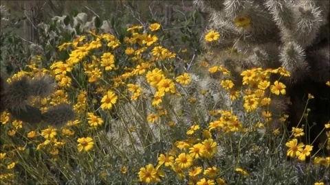 Thorns and Peddles Stock Footage 74110476