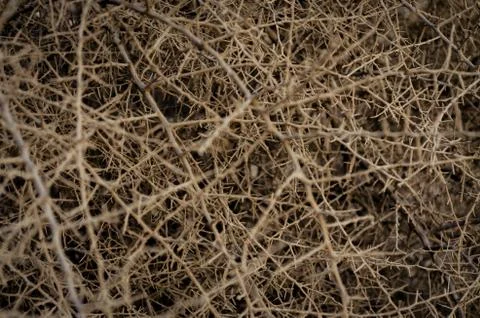 Thorns Background. Fotos Stock