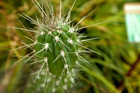 Thorns on cactus close-up Stock Photos