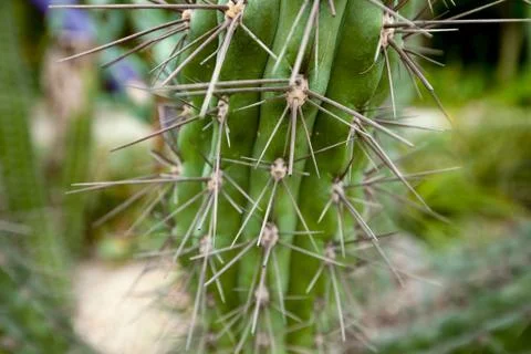 Thorns on cactus close-up Stock Photos