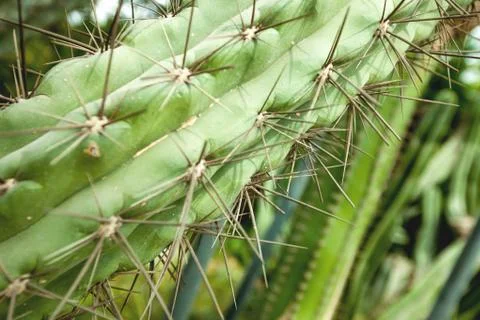 Thorns on cactus close-up Stock Photos