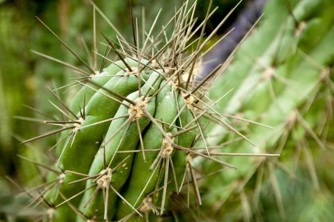 Thorns on cactus close-up Stock Photos