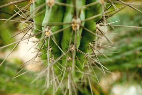Thorns on cactus close-up Stock Photos