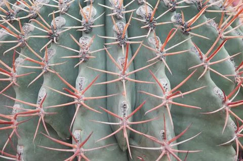 Thorns cactus green texture background, close up. Cactus needles, natural b.. Stock Photos