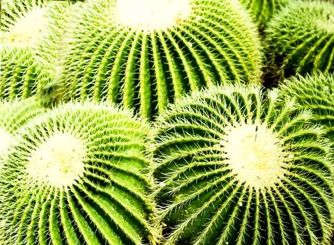 Thorns of cactus Stock Photos
