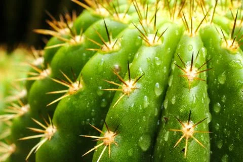 Thorns of cactus Stock Photos