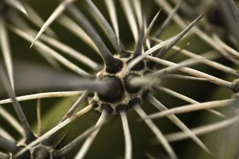 Thorns On A Cactus Foto stock