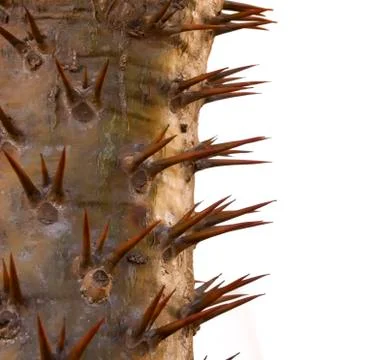 Thorns defence concept Stock Photos
