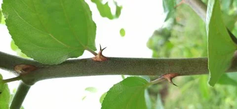 Thorns on the grass trunk Stock Photos