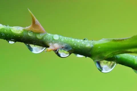 Thorns macro Stock Photos