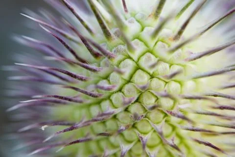 Thorns macro 写真素材