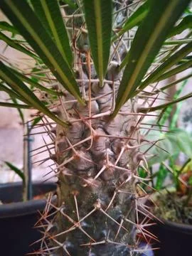 Thorns of a Madagascar palm tree Stock Photos