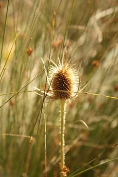 Thorns in nature Stock Photos