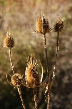 Thorns in nature Stock Photos