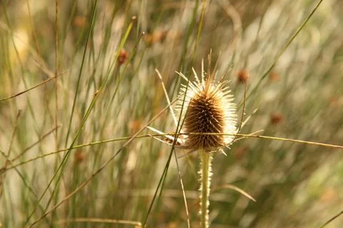 Thorns in nature Stock Photos