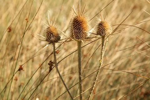 Thorns in nature Stock Photos