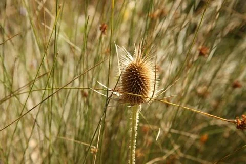 Thorns in nature Stock Photos
