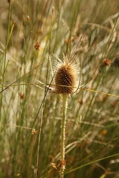 Thorns in nature Stock Photos