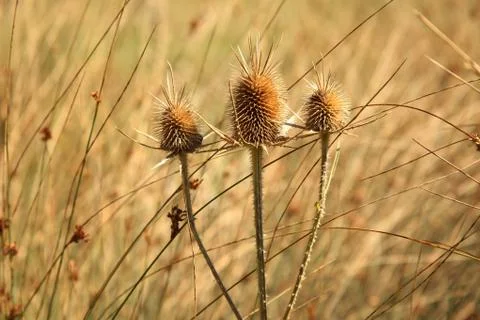 Thorns in nature Stock Photos