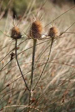 Thorns in nature Stock Photos