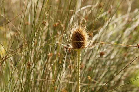 Thorns in nature Stock Photos