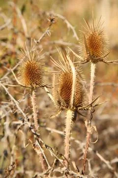 Thorns in nature Stock Photos