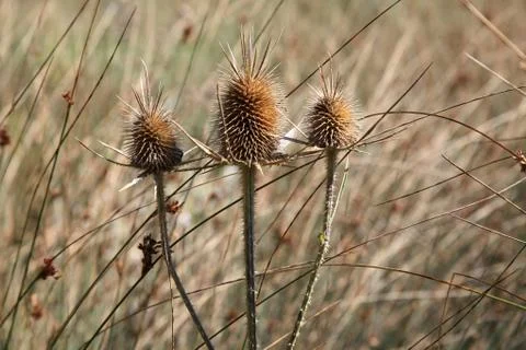 Thorns in nature Stock Photos