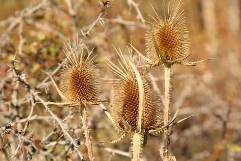 Thorns in nature Stock Photos