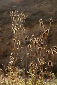 Thorns in nature Stock Photos