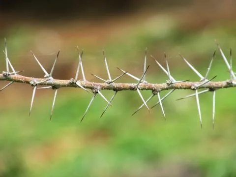 Thorns Photos