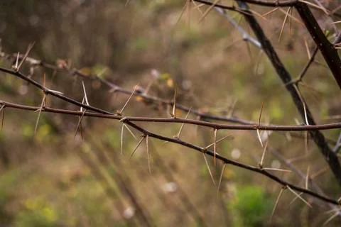 Thorns Stock Photos
