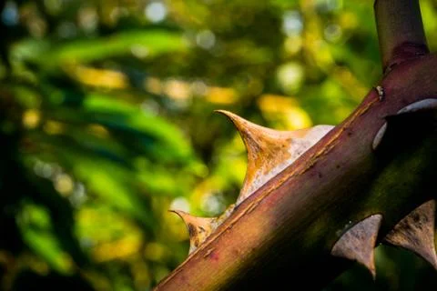 Thorns Stock Photos