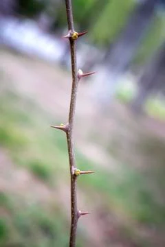 Thorns Stock Photos