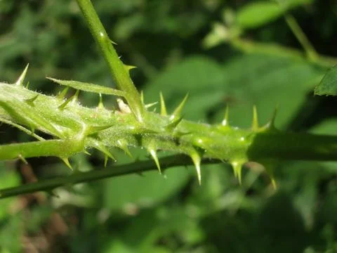 Thorns Stock Photos