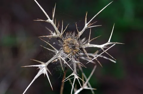 Thorns plant Stock Photos