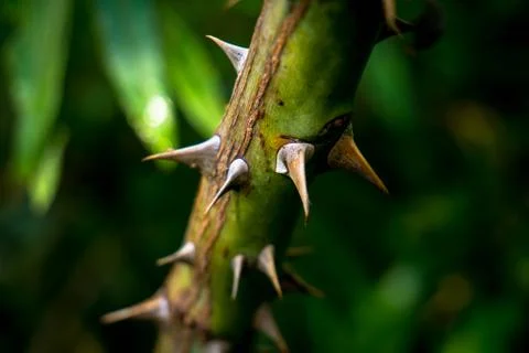 Thorns on plant Stock Photos