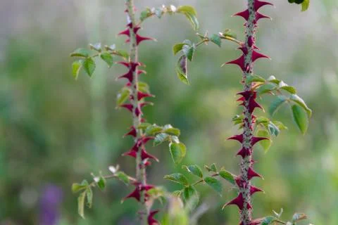 Thorns of red roses close up Stock Photos