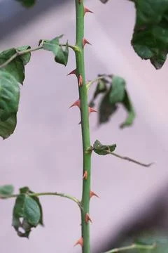 Thorns of a rose Stock Photos