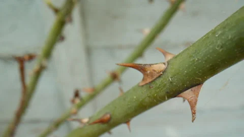 Thorns on rose plant tilt down extreme close up macro shot Stock Footage 204810096