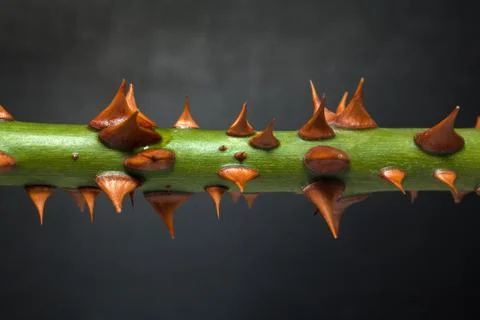 Thorns of roses Stock Photos