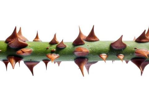 Thorns of roses Stock Photos