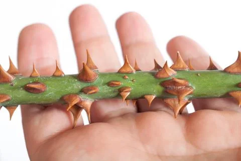 Thorns of roses Stock Photos