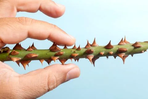 Thorns of roses Stock Photos