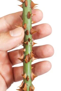 Thorns of roses Stock Photos