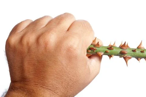 Thorns of roses Stock Photos