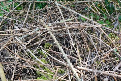Thorns scrub waste Stock Photos