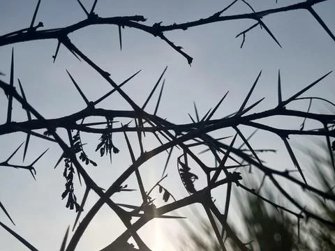 Thorns in silhouette Stock Photos