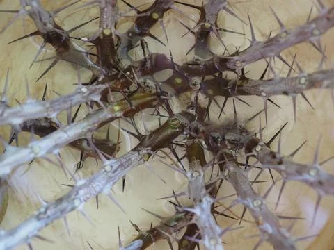 Thorns spines prickles 스톡 사진