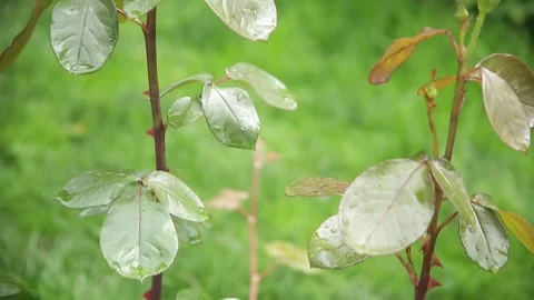 Thorns on the stem of a rose bush in a green spring garden. Stock Footage 264139744